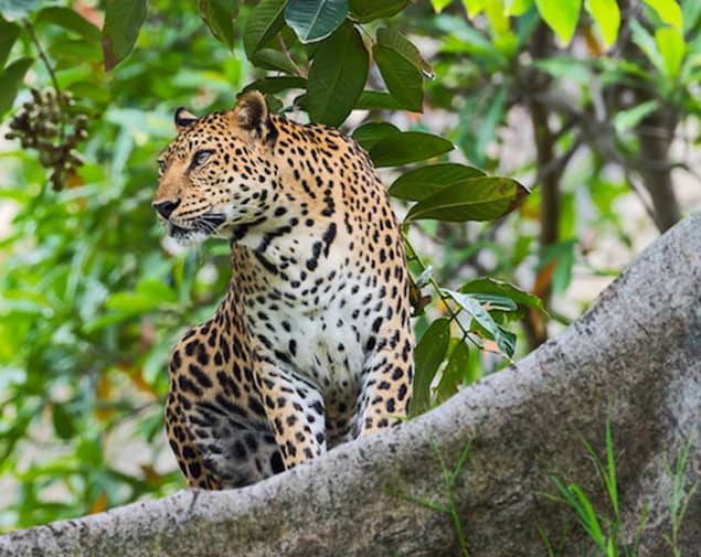 Sightseeing auf Sri Lanka